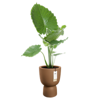 amber coupe 35cm caramelo